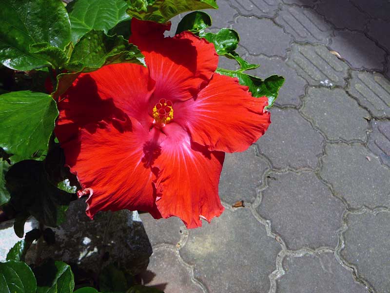 �礭���֤��ϥ��ӥ�����